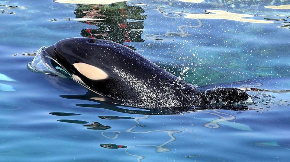 Schwertwal Wikie: Weltweit erster Orca, der Hallo sagen kann