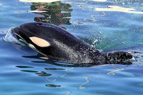 Sprechender Schwertwal Wikie: Hier hört man den weltweit ersten Orca, der "Hallo" (und noch mehr) sagen kann