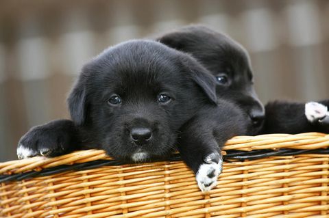 Beliebteste Rassen: Auf diese Hunde stehen die Deutschen