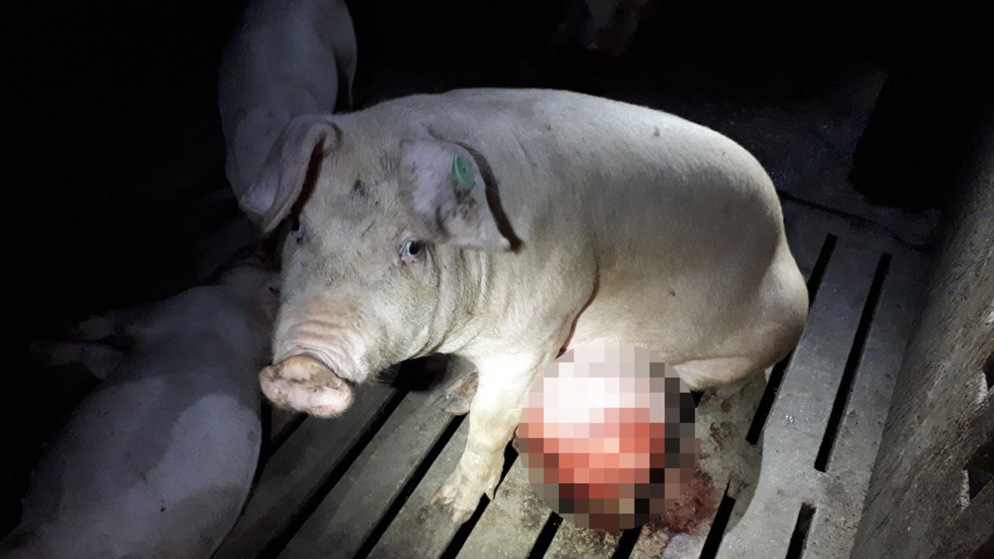 Viele der Schweine weisen Abszesse und Eingeweidebrüche, so genannte  Hernien, von extremer Größe auf.