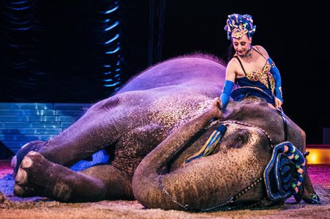 Umstrittene Tierhaltung: Im aktuellen stern: Wie Roncalli und Krone um die Zukunft des Zirkus kämpfen