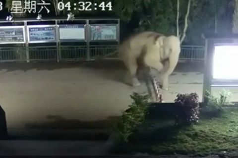 Lässiger Grenzgang: Elefant setzt sich nach Laos ab und sorgt für Aufregung