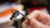 Eine im Camp eingefangene giftige Trichternetzspinne