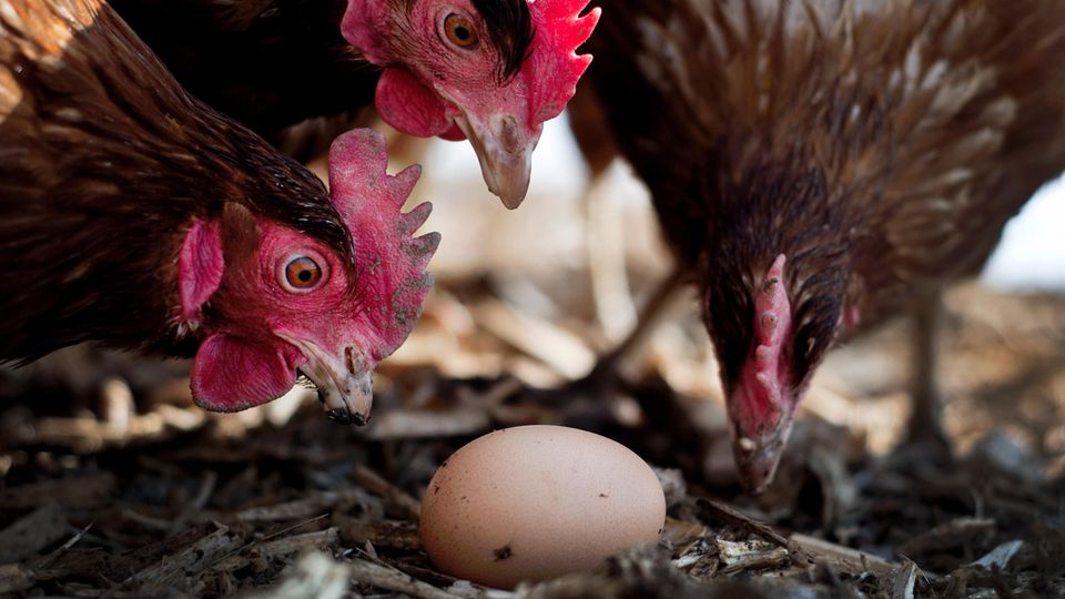 Die Hühner und das Bio-Ei