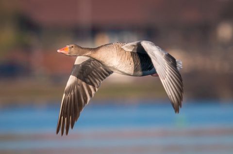 Fliegende Gans
