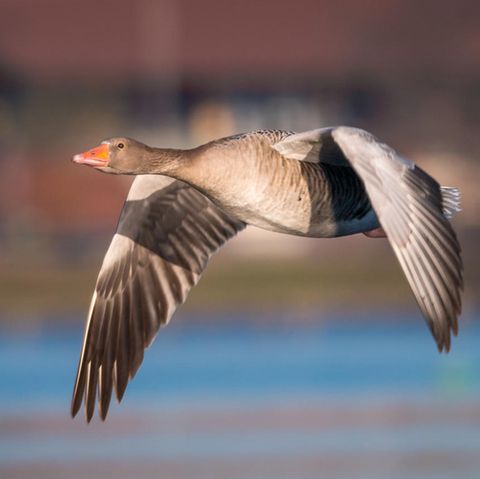 Fliegende Gans