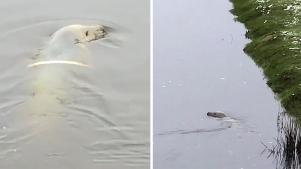 Fluss in Schleswig-Holstein: Kegelrobbe mit mysteriösem Ring gesichtet