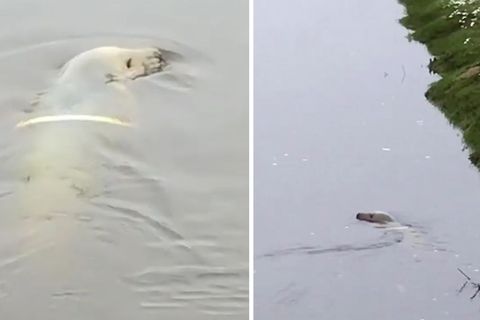Fluss in Schleswig-Holstein: Kegelrobbe mit mysteriösem Ring gesichtet