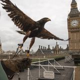 Alle zwei Wochen kommt der Falkner und vertreibt Tauben