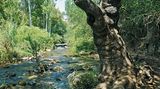 Banias: Im schattigen Wald zu einem der Quellflüsse des Jordan  Ganz im Norden Israels entspringt der Banias, einer der Quellflüsse des Jordan, der auch "Hermon River" genannt wird. Die Wanderung führt uns abwechslungsreich an den hier noch kristallklaren Wassern entlang bis zur Karstquelle "Banias Spring". Bei meist angenehm kühlem Klima erleben wir einen der bedeutendsten Wasserfälle des Landes sowie eine Klamm, die man eher in den Alpen erwarten würde.  Dauer: 90 Minuten