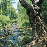 Banias: Im schattigen Wald zu einem der Quellflüsse des Jordan  Ganz im Norden Israels entspringt der Banias, einer der Quellflüsse des Jordan, der auch "Hermon River" genannt wird. Die Wanderung führt uns abwechslungsreich an den hier noch kristallklaren Wassern entlang bis zur Karstquelle "Banias Spring". Bei meist angenehm kühlem Klima erleben wir einen der bedeutendsten Wasserfälle des Landes sowie eine Klamm, die man eher in den Alpen erwarten würde.  Dauer: 90 Minuten