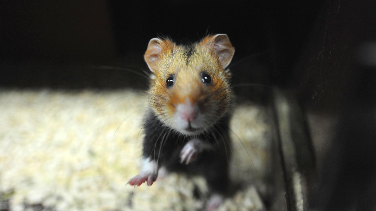 Hamster