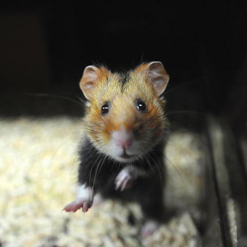 Hamster