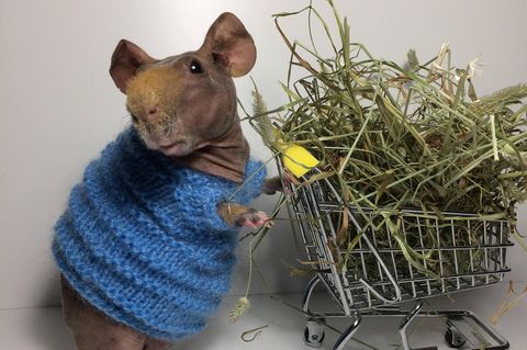 Ein Nacktmeerschweinchen in einem blauen Strickpullover