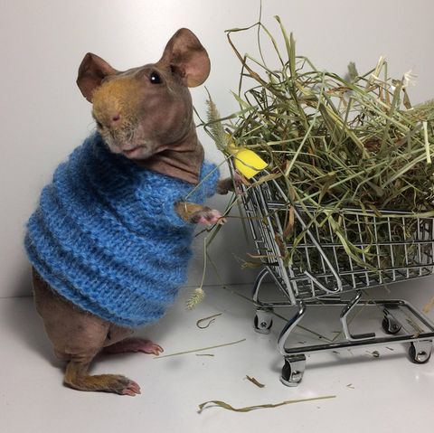 Ein Nacktmeerschweinchen in einem blauen Strickpullover