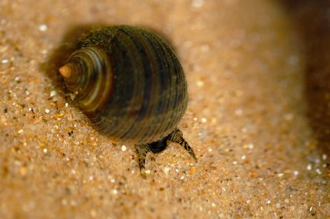 Eine Meeresschnecke krabbelt über Sand