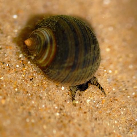 Eine Meeresschnecke krabbelt über Sand
