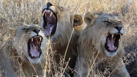Löwen im südafrikanischen Madikwe Park