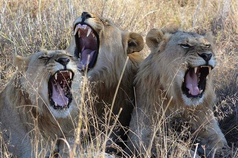 Löwen im südafrikanischen Madikwe Park