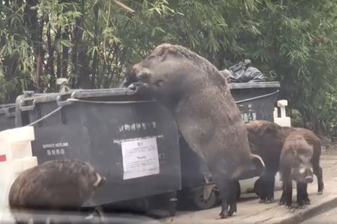 Ein riesiges Wildschwein steht auf den Hinterbeinen an einem Müllcontainer