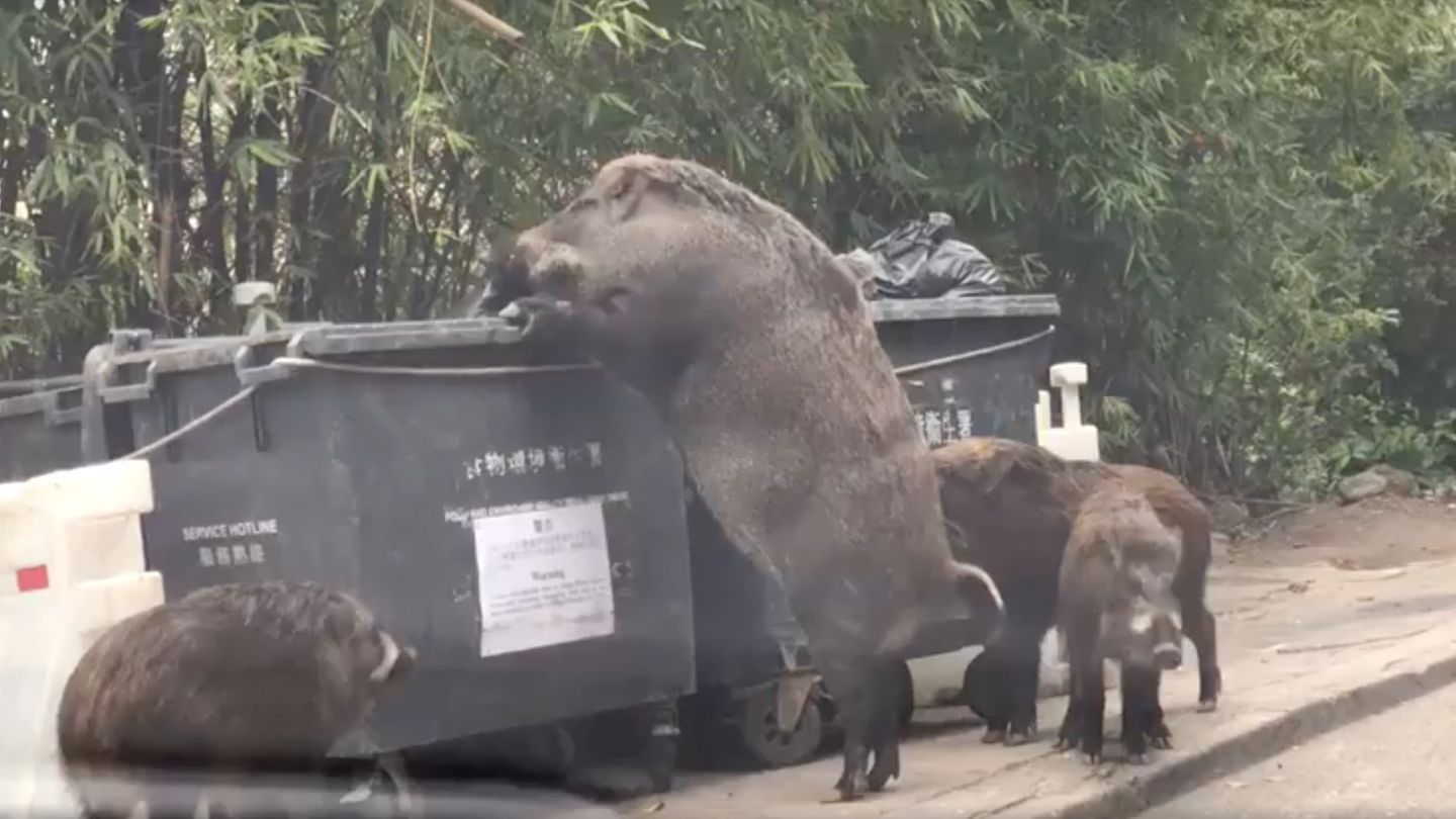 Ein riesiges Wildschwein steht auf den Hinterbeinen an einem Müllcontainer