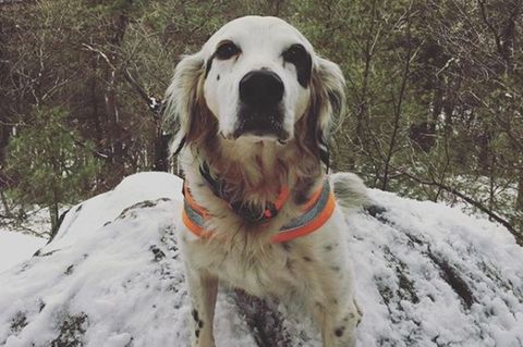 Der English Setter Pete sitzt auf einem Felsen im Schnee.