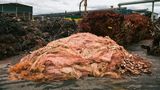 Aus 400.000 Tonnen Recycling-Rohstoffen, darunter auch Kupferabfall aus der Industrie, werden hier jährlich 200.000 Tonnen reiner Kupfer hergestellt.