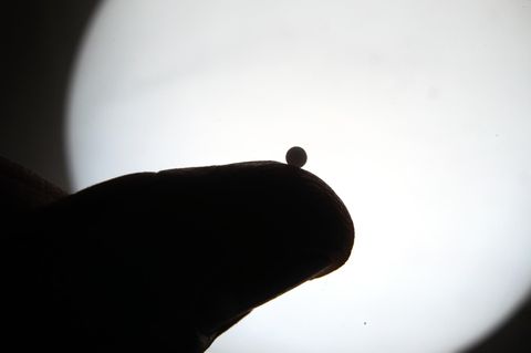 Homöopathie: Ein Globuli-Kügelchen liegt auf einer Daumen-Kuppe