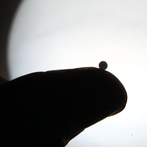 Homöopathie: Ein Globuli-Kügelchen liegt auf einer Daumen-Kuppe