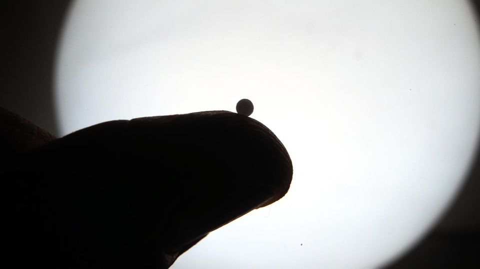 Homöopathie: Ein Globuli-Kügelchen liegt auf einer Daumen-Kuppe