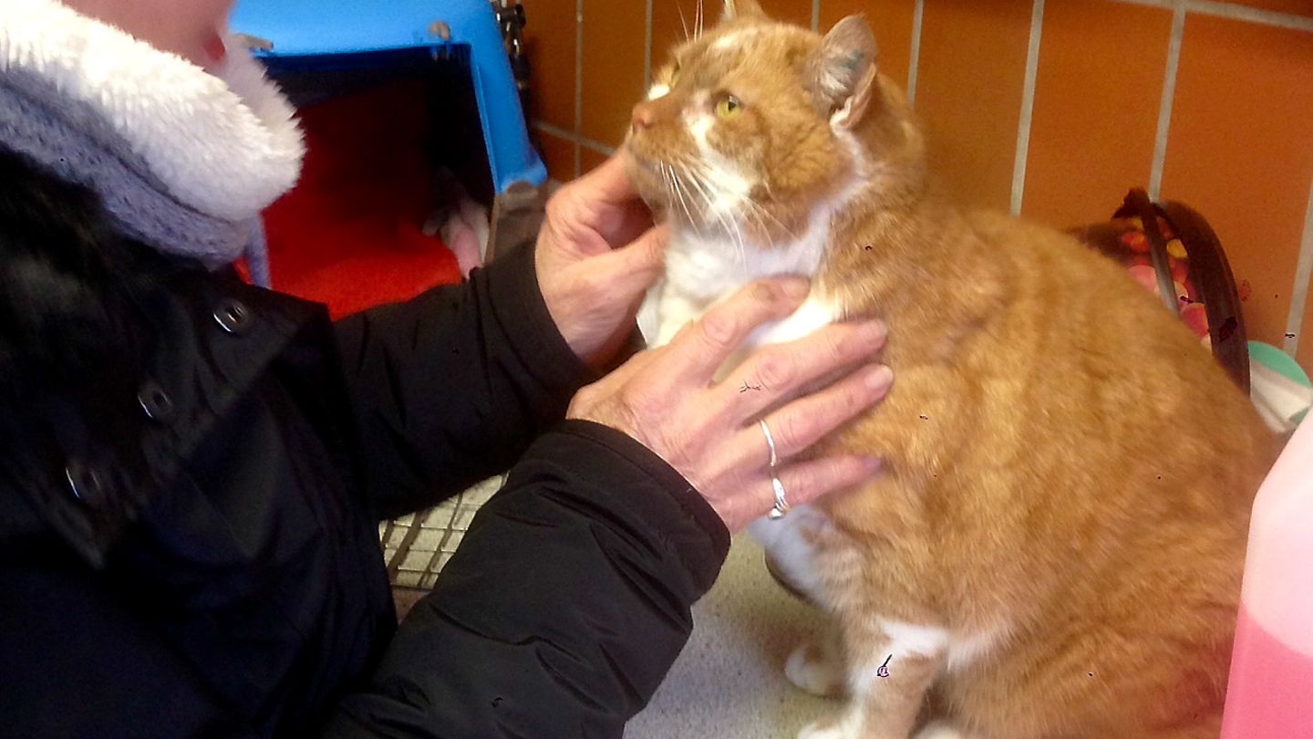 Eine Mitarbeiterin des Tierschutzvereins Gießen kümmert sich um Kater Romeo, der mehr als drei Jahre nach seinem Verschwinden wieder bei seiner Besitzerin ist