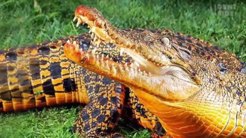 Orangene Krokodile Wie Das Hohlenleben Diese Reptilien Verfarbt Stern De