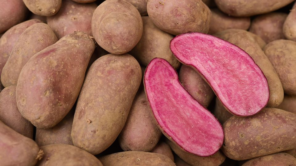 Die "Rote Emmalie" ist der aktuelle Shooting-Star unter den Kartoffeln Die "Rote Emmalie" ist der aktuelle Shooting-Star unter den Kartoffeln