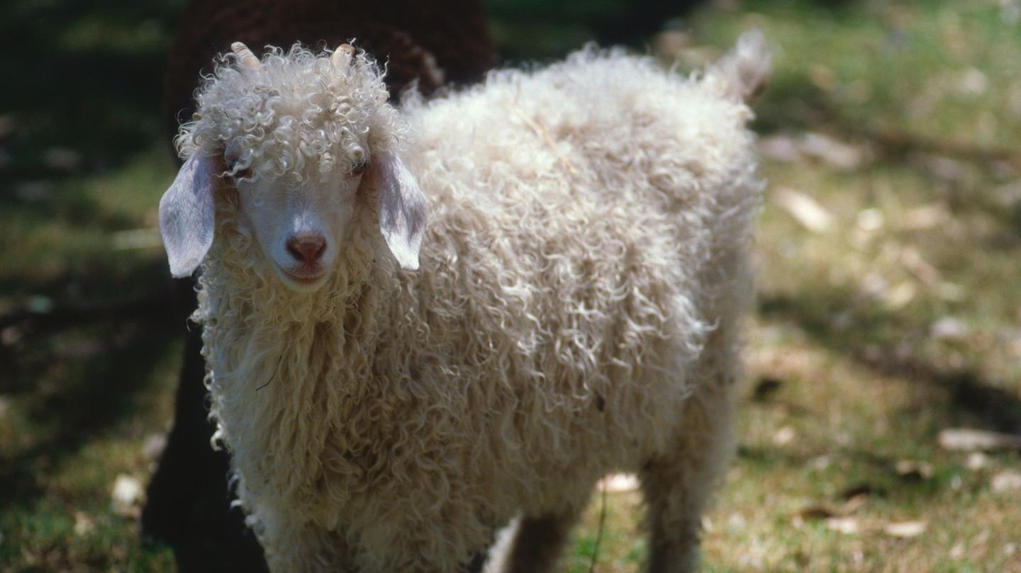Eine Angora-Ziege steht in einem Garten.