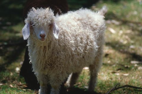 Eine Angora-Ziege steht in einem Garten.