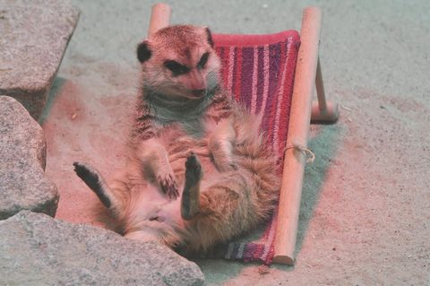 Im Zoo Karlsruhe sitzt das Erdmännchen "Frau Erdfrau" unter einer Wärmelampe.