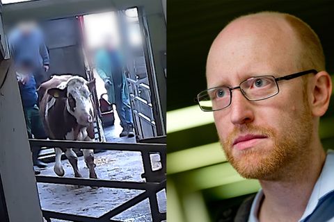 Skandal im McDonald's-Schlachthof: Verdeckte Recherche als Tierschützer: "Dafür hat man manchmal auch Blut an den Händen"