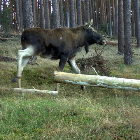 Ein männlicher Elch in Sachsen-Anhalt