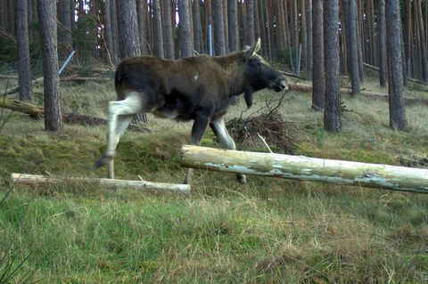 Ein männlicher Elch in Sachsen-Anhalt