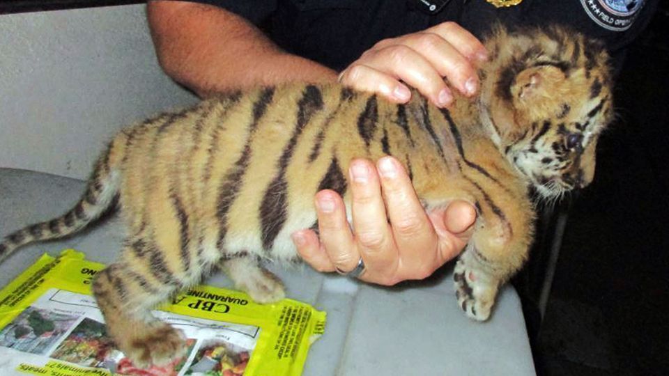 Ein US-Grenzbeamter hält ein Tigerbaby.