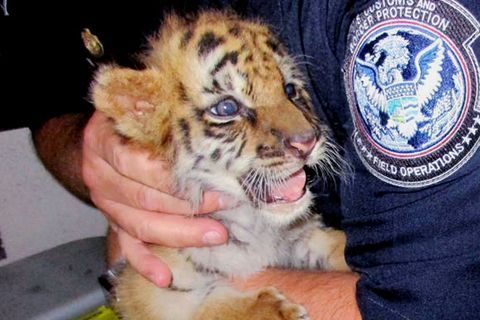 Ein Grenzbeamter in den USA hält das Tigerbaby auf seinem Arm.