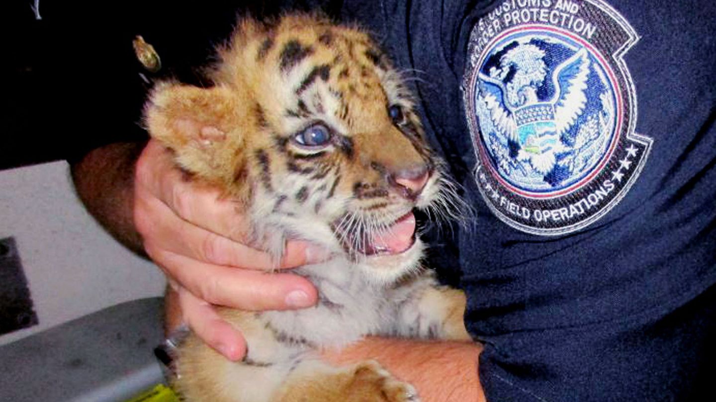 Ein Grenzbeamter in den USA hält das Tigerbaby auf seinem Arm.