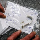 Schon der Fund eines einzelnen Tassenhenkels genügt, um eine ganze Wagenladung unbrauchbar zu machen. Die Fuhre wird dann zurück zur Glasrecyclinganlage gebracht und muss noch einmal durch die Anlage.