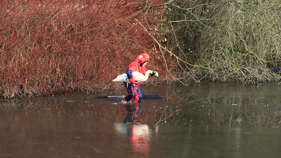 Schwan gerettet Schwan gerettet