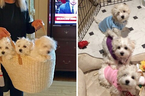 Hollywood-Legende: Barbra Streisand lies ihren Hund klonen - gleich zweimal