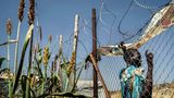 In einer mit Stacheldraht bewehrten Ecke des Flüchtlingslagers von Juba bauen die UN-Helfer ein wenig Hirse an