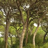 Maremma  Der Naturpark im Süden der Toskana lässt sich erwandern, am Fluss entlang, durch Pinienwälder, vorbei an Kühen, Schildkröten und Füchsen. Oder man verbringt den Tag an seinem wunderbaren Naturstrand Marina di Alberese. Der Blick schweift über das Tyrrhenische Meer hinüber zur Insel Elba.  Giuncola e Granaiolo: feines Agriturismo mit Vieh und Pool. DZ ab ca. 80 Euro, www.giuncola.it