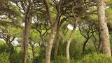 Maremma  Der Naturpark im Süden der Toskana lässt sich erwandern, am Fluss entlang, durch Pinienwälder, vorbei an Kühen, Schildkröten und Füchsen. Oder man verbringt den Tag an seinem wunderbaren Naturstrand Marina di Alberese. Der Blick schweift über das Tyrrhenische Meer hinüber zur Insel Elba.  Giuncola e Granaiolo: feines Agriturismo mit Vieh und Pool. DZ ab ca. 80 Euro, www.giuncola.it