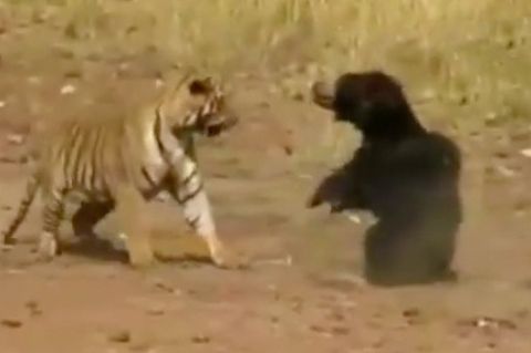 Bärin gegen Tiger: Touristen filmen Raubtierkampf - mit überraschendem Ausgang