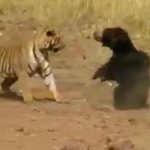 Bärin gegen Tiger: Touristen filmen Raubtierkampf - mit überraschendem Ausgang